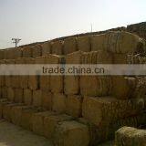 Wheat Straw thumbnail-1