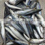 Round Scad Whole Round