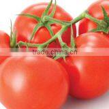 Fresh Tomato