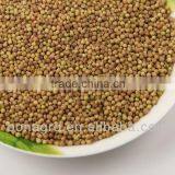 Chinese Coriander Seeds thumbnail-1