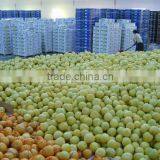 Citrus Fruits New Crop Wholesale Prices of Pomelo thumbnail-2