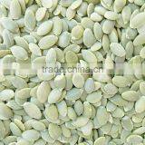 Organic Bulk Pumpkin Seeds Shine Skin / Pumpkin Kernels Shine Skin for Sell thumbnail-2