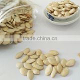 pumkin seed kernels shine skine-grade AA