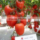 Napu No.5 Heat resistance tomato F1 seeds