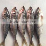 2016 Newly Fresh Frozen Horse Mackerel 5-6pcs/kg thumbnail-3