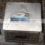 Frozen HGT Pacific Mackerel thumbnail-3