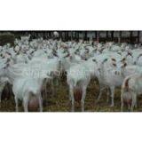 Live Boer Goats,Saanen Goats, Askanian Goats. thumbnail-1