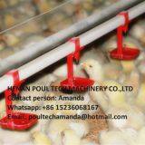 Mauritania Poultry Farm Equipment Automatic Broiler Ground Raising System & Chicken Floor Raising System With Automatic Nipple Drinker System