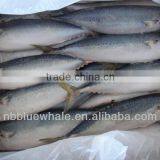 Sea Frozen Japanese Mackerel Pacific