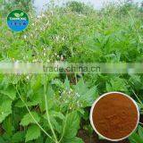Valeriana Officinalis Extract in Good Quality Valerianic Acid