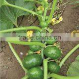 Argentina Squash 2 High Resistance Mid-Early Mature Squash Seeds