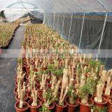 Woody Plants Christmas Tree Money Plant Tree thumbnail-1