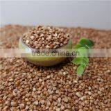 Best Quality Roasted Buckwheat Kernel thumbnail-3