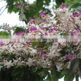 Lysidice Rhodostegia Seeds-Chinese Gardening Flower Tree Seeds For Growing