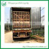 Green Plants Ficus Ginseng Bonsai thumbnail-6