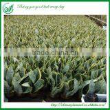 Sansevieria Wholesale Indoor Plants thumbnail-2