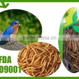 Pet Food Dehydrated Mealworms // Dried Tenebrio Molitor // Bird Food Dried Mealworm thumbnail-1