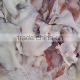 Frozen Giant Squid Neck thumbnail-1