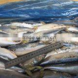 Pacific Mackerel for Bait thumbnail-1