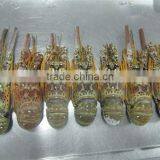 Spiny Lobster thumbnail-2