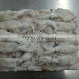 BQF Baby Squid thumbnail-1