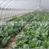 Film Covering Single Span Tunnel Greenhouse for Vegetable thumbnail-1