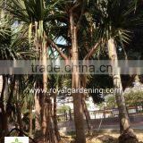Pandanus Utilis High 4-5m Landscaping Tree