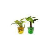 Popular Magic Water Beads for Plant Adornment