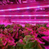 Full Spectrum T8 T5 Plant LED Grow Light Tube thumbnail-1