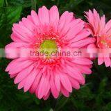 Fresh Honey Gerbera Plants With Best Prices thumbnail-3