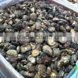 Shiitake Mushroom Cultivation thumbnail-1