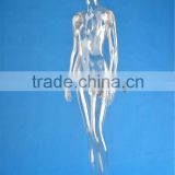 Full body transparent plastic mannequin
