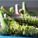 Wasabi Paste Made in Chinese Factory thumbnail-1