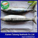 Pacific Mackerel Fish Whole Deep Frozen thumbnail-2