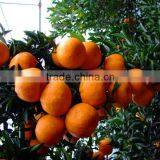 Mandarin Orange thumbnail-1