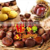 2016 New Crop Sweet Fresh Chinese Chestnut for Sale thumbnail-3