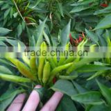 Hybrid F1 Pepper Seeds hot pepper seeds for growing-Super red