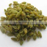 Best Price Green Raisin From Xinjiang