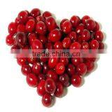 Cranberry Fruit Powder Extract Proanthocynidins 5--60% With Anthocyanidins 5-25% UV thumbnail-3