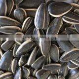 2014 Black Sunflower Seeds 5009 thumbnail-5