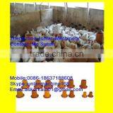 Wholesale Chicken Feeder for Chicken Duck Bird thumbnail-1