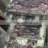 Giant Squid Tentacle thumbnail-3