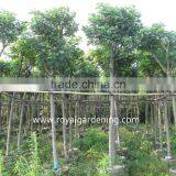 Cassia Surattensis Tropical Flower Trees