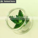 Florists New Arrival Glass Pot Succulents for Interior Decoration thumbnail-6