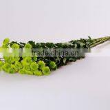 Top Sell Fresh Cut Flower Home& Party Decoration Chrysanthumum Flower Mini Bud Size Flowers From Yunnan thumbnail-2