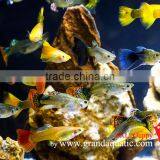 Guppy Fish XXL Size for Aquarium Fish Export thumbnail-2
