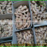 Air Dry Ginger:There is no Best, Only Better!/Fresh Ginger thumbnail-1