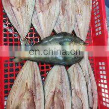 Good Quality IQF Frozen Atka Mackerel Fish Fillet Head on thumbnail-5