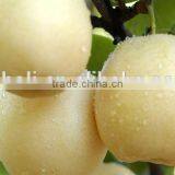 Chinese Fresh New Century Pears Price 10kg thumbnail-2
