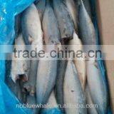 150-250g HGT Frozen Mackerel